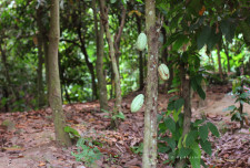 Cacao (also "cocoa") trees with a couple of unripe pods.