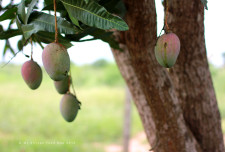 On our walk, we found ourselves on the University of Ghana's "Model Farm." Mangoes! Lots of trees, an avenue too, of Mangoes.