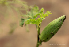 Growing okra.