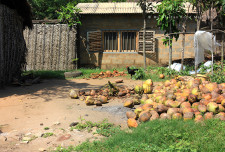 Leftover/old coconuts.