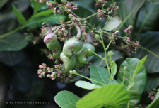 Cashew nuts! (Very unripe).