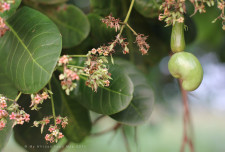 Growing cashew nut.