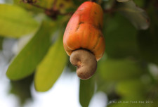 Almost-ripe cashew nut.