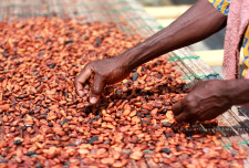 Some cacao beans being dried and sorted.