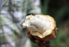 Inside a cacao pod: Tastes a little like the cousin of an orange - not quite what one imagines!