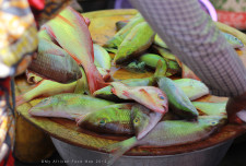 (The yellowish tint is from the stall cover and is not the actual colour of the fish!)