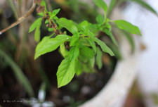 African mint...which is some sort of basil.