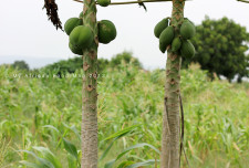 Pawpaw/papaya.