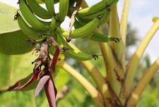 Growing plantain.