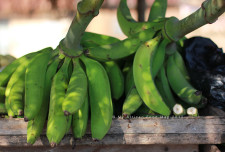 Unripe/Green Plantain.