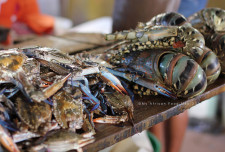 Colourful lobsters and crabs.