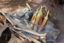 Maize. Roasted like so...