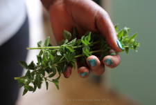 Homegrown marjoram (for the lamb bredie).