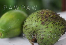 (Pawpaw = Papaya). <br />
<br />
Soursop: The soursop is said to be good for treating cancer patients because it allegedly reduces the speed at which the cancer cells replicate. An infusion of the leaves makes tea which patients can drink. I don't know what it tastes like, but I can try and let you know. Apparently, because of its highly-valued medicinal benefits, it has become more expensive!