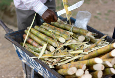 Sugarcane.