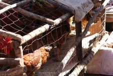 Chickens! (Also at Shola Market in Addis).