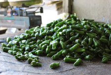 Poblano peppers.