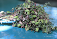 Shimbra Eshet (black kabuli chickpea plant) is a popular and earthy, fresh-tasting snack - a bit like raw peas. Just pop open the pod and enjoy. We bought this on a short walk the other day, and nibbled our way to lunch. 